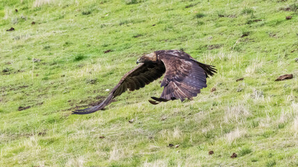 A Golden Eagle taking flight in a nature preserve in California