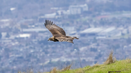 A Golden Eagle taking flight in a nature preserve in California