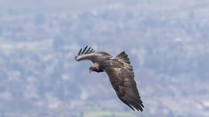 A Golden Eagle taking flight in a nature preserve in California