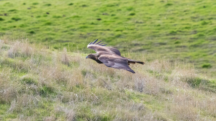 A Golden Eagle taking flight in a nature preserve in California
