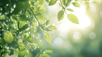 Obraz premium Green leaves glistening in sunlight with water droplets
