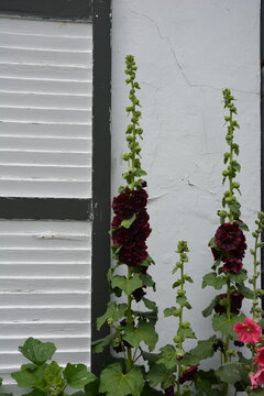 Purple hollyhock in font of a Belgian house_Alcea rosea chater's double in a street