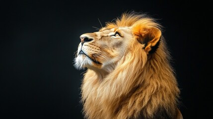 Majestic lion looking upward against a black background.