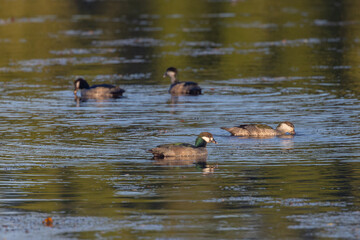 a flock of green pygmy-geese swimming and feeding on a pond at tyto wetlands in ingham of qld, australia