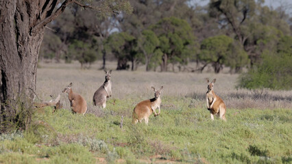 a sunny winter morning shot of a mob of red kangaroos looking at camera in western queensland, australia