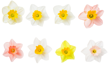 Set of daffodils flowers in full bloom isolated on transparent background.
