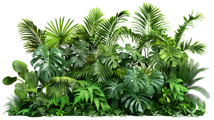 Lush green tropical plants bush (monstera, palm, rubber plant, pine, and fern), isolated on white background 