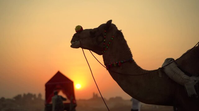 Camel at Sunset During the Pushkar Camel Fair in Rajasthan, India