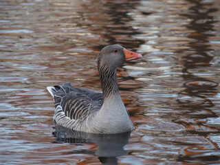 A single greylag goose (anser anser) swimming on the pond in the Rheinaue park in Bonn, Germany on...