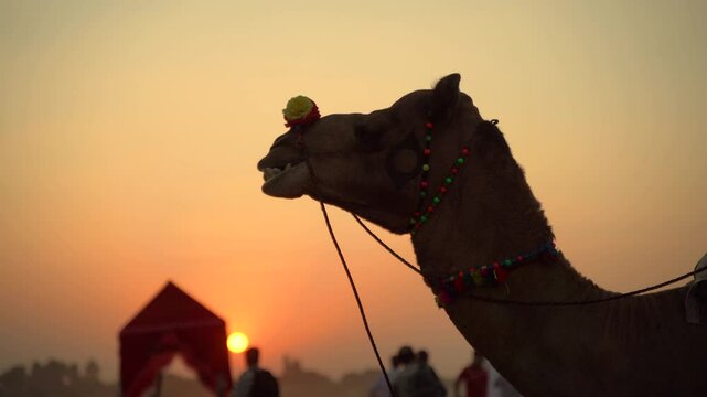 Camel at Sunset During the Pushkar Camel Fair in Rajasthan, India