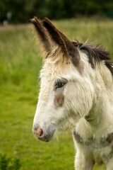 Young donkey on a field near Ware