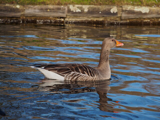 Fototapeta premium Sideview of a greylag goose (anser anser) swimming on the pond in the Rheinaue park in Bonn, Germany on a sunny day in December