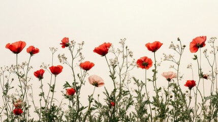 Naklejka premium Red Poppies and Delicate Wildflowers Against a Soft Background