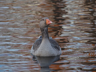 Frontal view of a greylag goose (anser anser) swimming on the pond in the Rheinaue park in Bonn,...