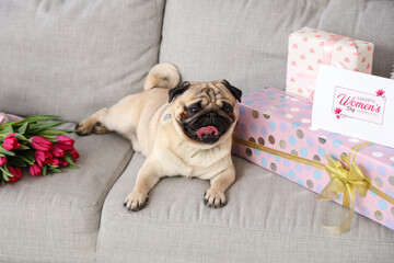Cute pug dog with tulips, greeting card and gift boxes at home. International Women's Day...