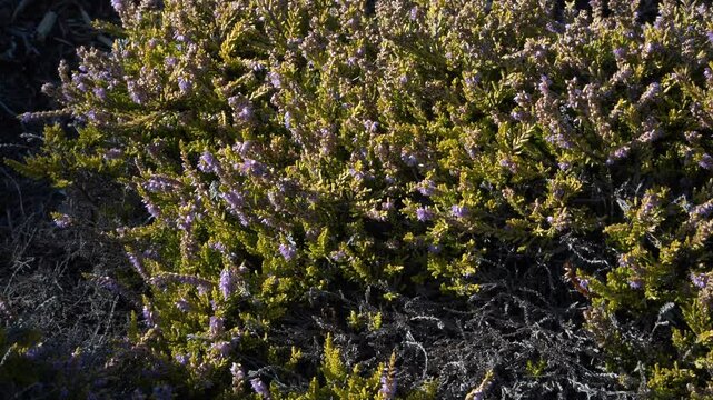A detailed close-up view of the sunlit Ericaceae family plant, common heather (Calluna vulgaris), variety 'Zitronella', showcasing its vibrant green foliage and delicate purple flowers.