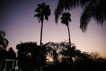 Palm Trees Silhouetted Against Twilight Sky