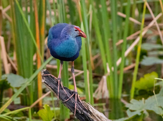 Bird in Swamp