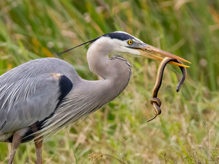 Great Blue Heron with Snake