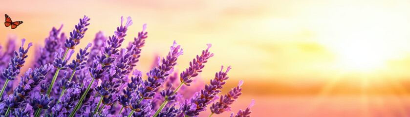 Obraz premium Lavender field with butterfly at sunset, creating serene atmosphere