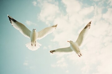 Two Seagulls in Flight, Soaring Through the Clouds