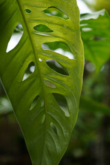 Green Leaf