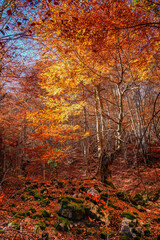 the colorful autumn in a beech forest