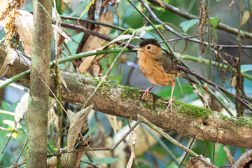 Brown-capped babbler in green leaf background
