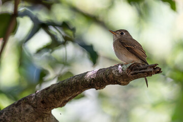 Brown-breasted flycatcheron a branch