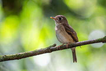 Brown-breasted flycatcheron a branch