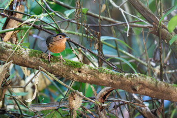 Brown-breasted flycatcheron a branch