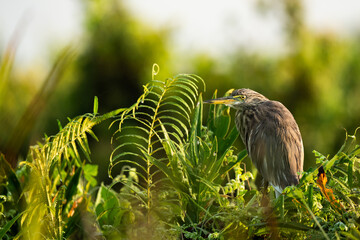 Indian pond heron is an Asian freshwater bird of the heron family.