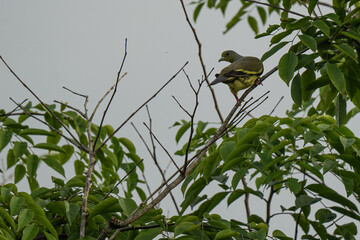  Malabar trogon  sitting on tree branch