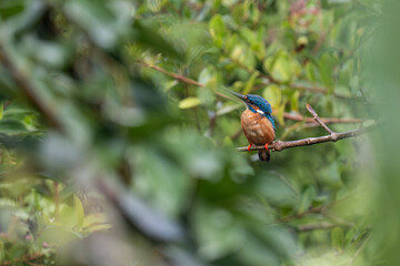 Natural background and a  Common Kingfisher perched on a branch