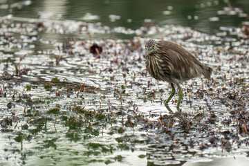 Indian pond heron is an Asian freshwater bird of the heron family.