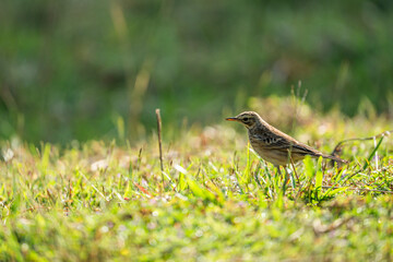 Singing bush lark bird in grassland with green background