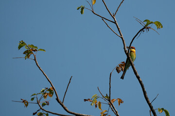  Chestnut-headed bee-eater A bird is sitting on a branch of a tree