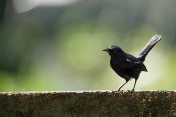 Blackbird on wall