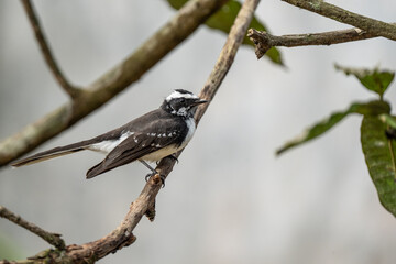 White-browed fantail Perched on a Branch