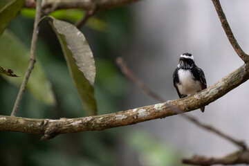 White-browed fantail Perched on a Branch