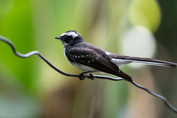 White-browed fantail Perched on a wire