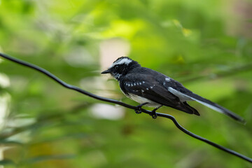 White-browed fantail Perched on a wire