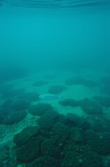 Fototapeta premium Underwater Scene with Coral Reef and Fish in Clear Blue Water