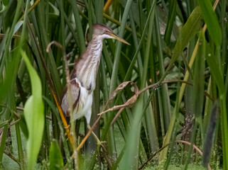 Bird in Swamp