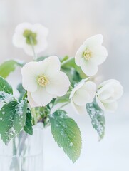 Obraz premium Elegant white hellebores bloom in winter snow. Delicate flowers covered with frost in glass vase. Beautiful winter scene in garden. Soft sunlight illuminates flowers, plants. Peaceful, beautiful