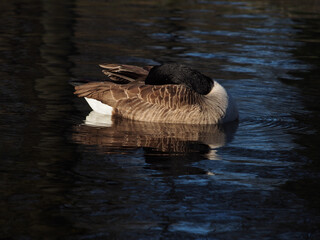 A preening canadian goose (branta canadensis) on the pond in the Rheinaue park in Bonn, Germany