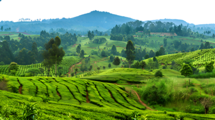 Picturesque tea plantation with rows of green bushes, isolated on white background 