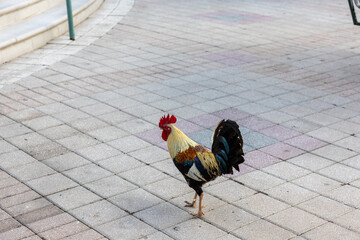 rooster in the sidewalk