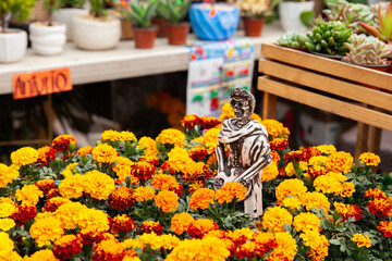 Plants of cempansuchil. Cempasuchil flower festival on the famous Paseo de la Reforma in Mexico City.