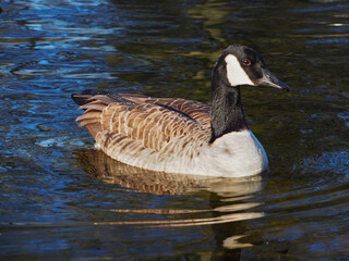 Close-up view of a canadian goose (branta canadensis) on the pond in the Rheinaue park in Bonn, Germany on a sunny day in December